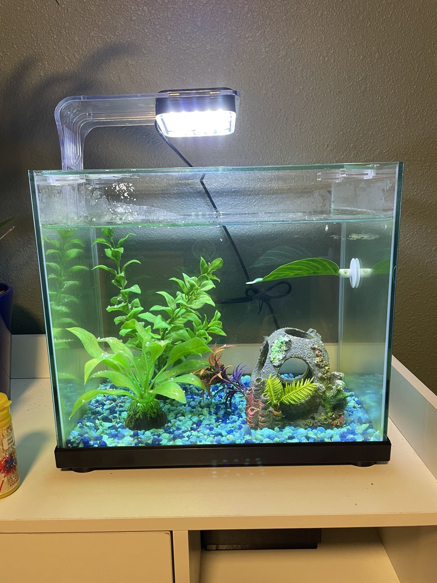 Beta/fish Tank 