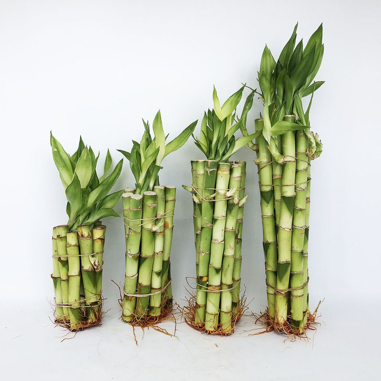 Bamboo Arrangements 
