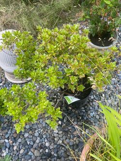 Large Potted Rhododendron