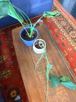 House plants