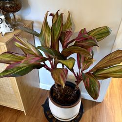 Cordyline Harlequin Fruticosa Plant in Ceramic Pot