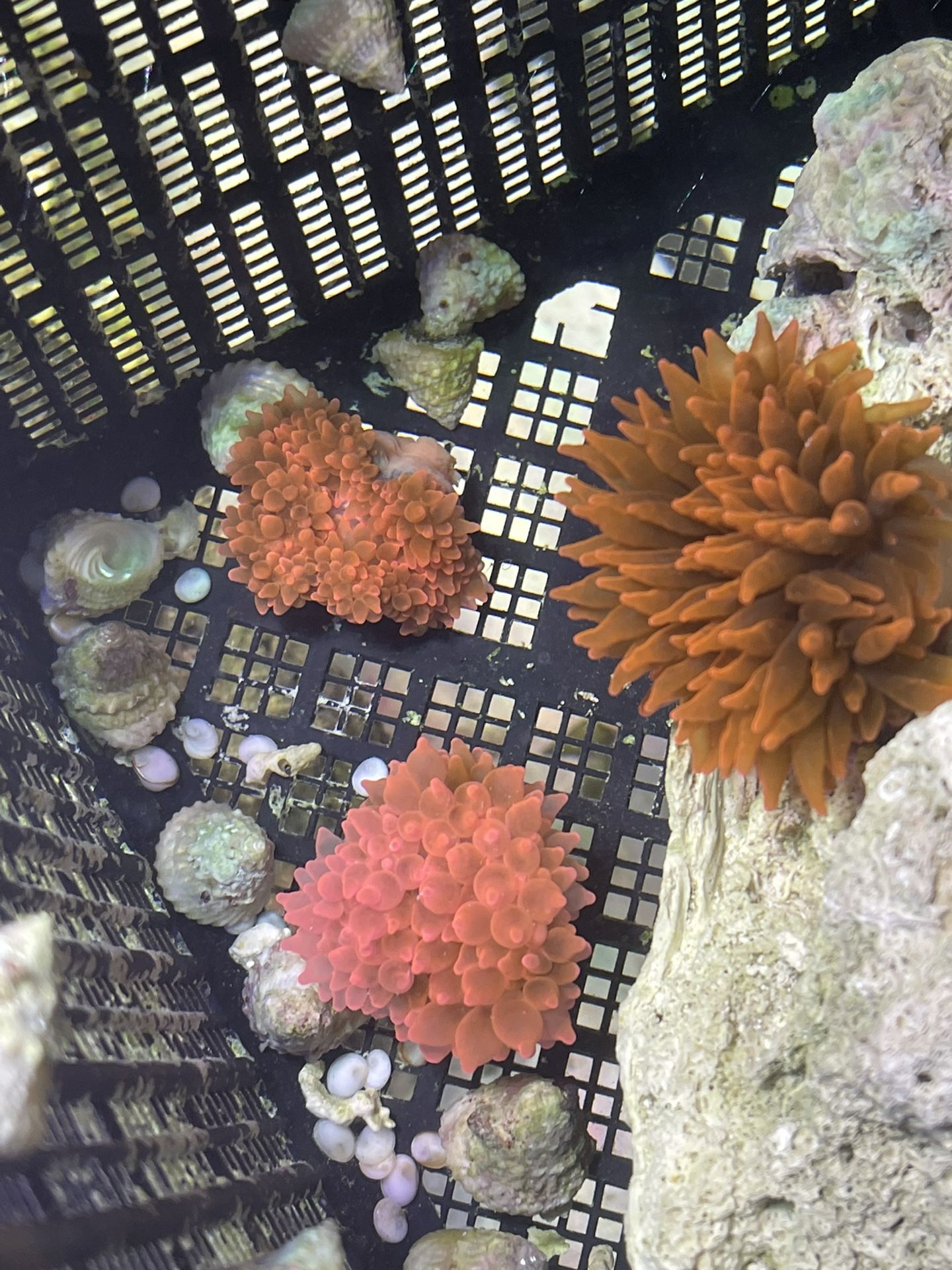 Bubble Tip Anemones