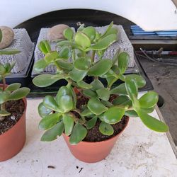 Jade Plant (Succulent)