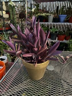 Purple plant