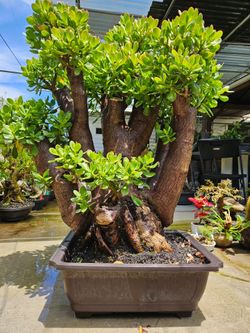 Old Crassula ovata Bonsai Tree ( lucky Plant  )