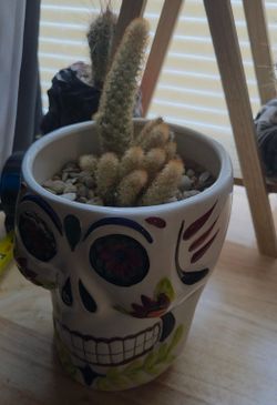 Succulent