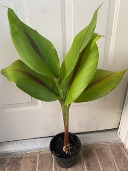 Black turmeric plant