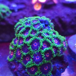 Colorful Zoa Reef Tank Decorations!!!