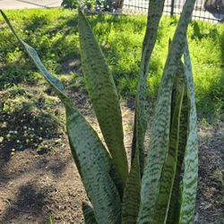 Big Pot Of Snake Plants 
