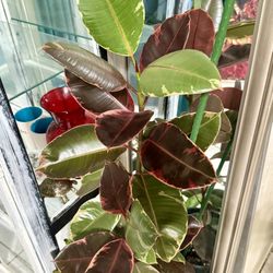 ❤️4’Tall well Established 3 Solid Trees Of Rubby Rubber tree in 10” pot❤️Pls read Description