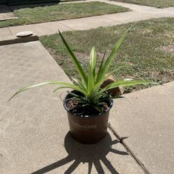 Real Pineapple Plant 
