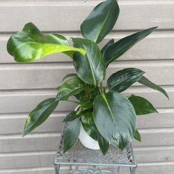 6” philodendron green congo in ceramic pot