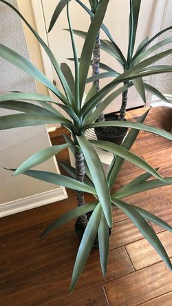 Artificial Yucca Tree Plants Set of 2