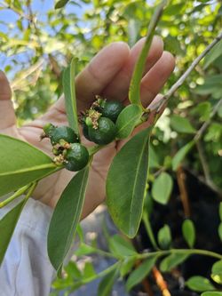 Arboles De Guayaba Chica 15 Gal $80