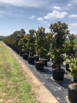 Magnolia Trees