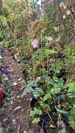 Japanese Anemone