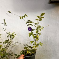 Butterfly Pea Plant Edible Plant