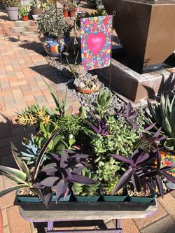 A Variety Of Succulent Plants In 3" Pots 
