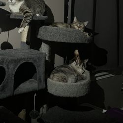 Cat Trees