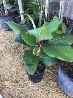Exotic Shade Plant 3gallon