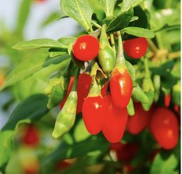 Goji Berry