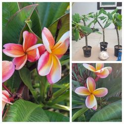Frangipani Plumeria Mustard Rooted
