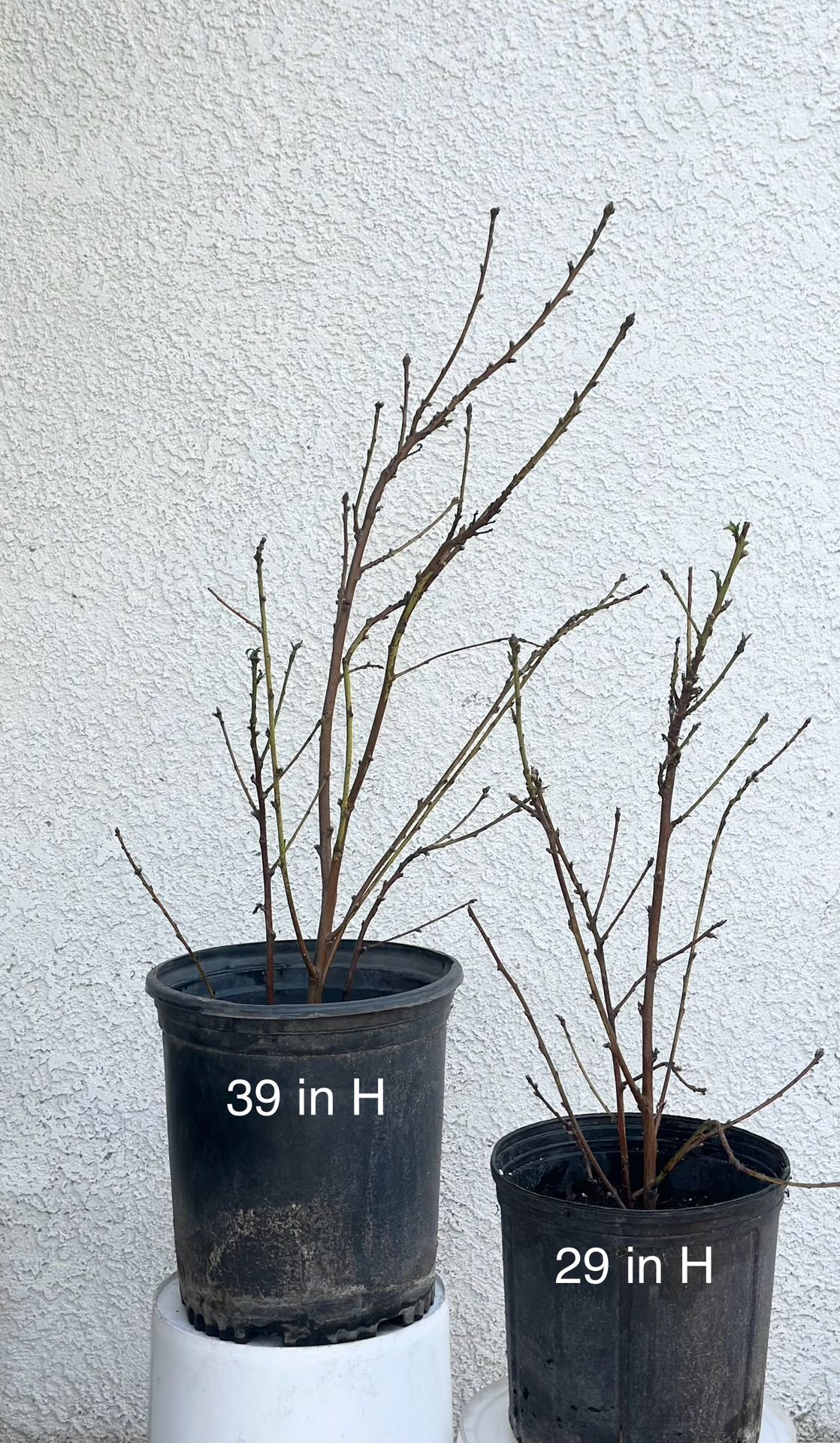 Nectarine Tree Plant (Large & Medium)