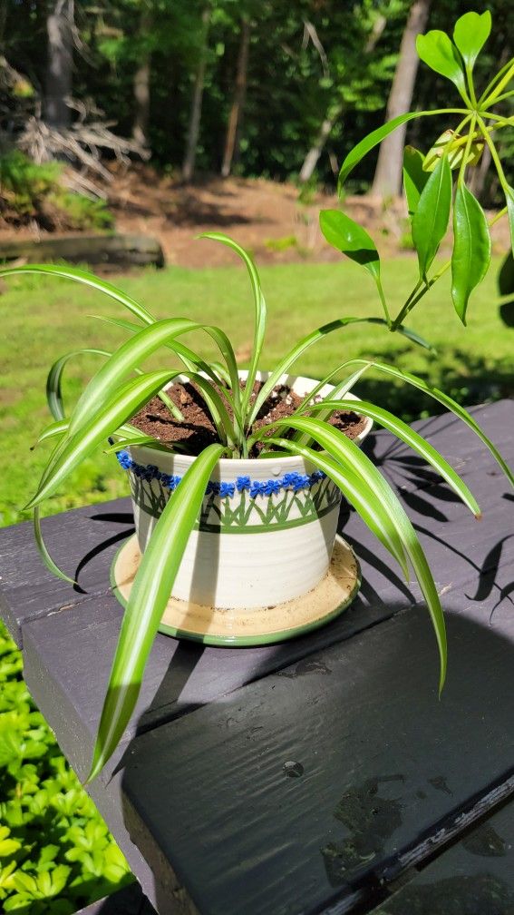 Spider Plant
