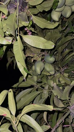 Mango trees in pots
