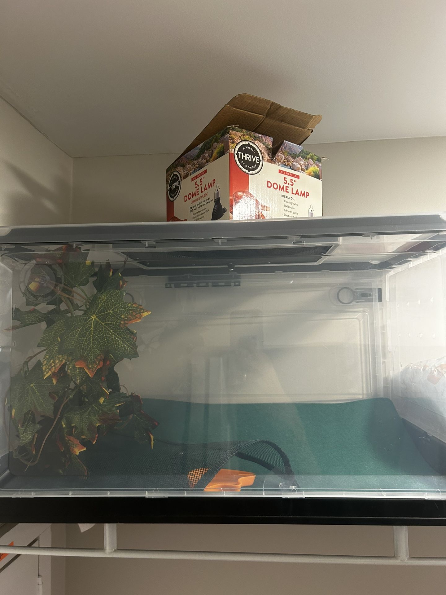 Lizard Tank & Lamp