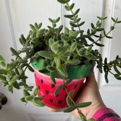 Plantas Lengua De Gato 