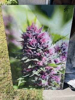 Picture of Purp