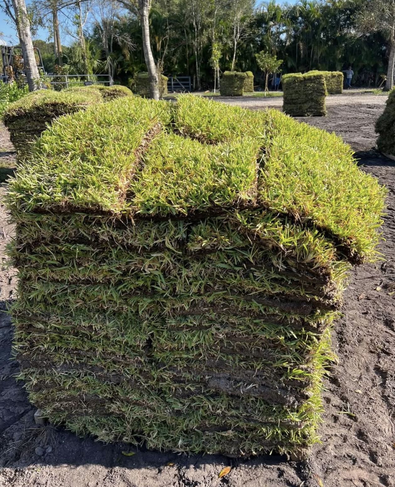 St. Augustine Sod 500sqft