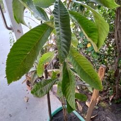 LOQUAT Fruit Tree 4 Ft Tall