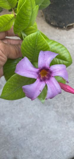 Marbaville purple