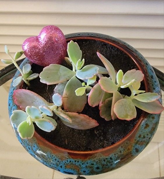Succulent Plant In Ceramic Pot