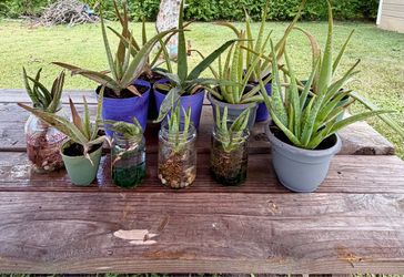Plants
