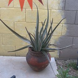 Large Potted Aloe Vera Plant