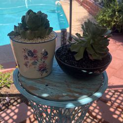 Assorted Succulents In Small Glazed  Pots