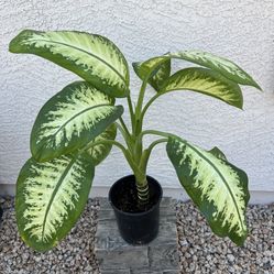 Dieffenbachia Tropical Snow 