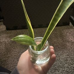 Snake Plant 