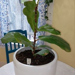 $20 Fiddleleaf Fig Plant