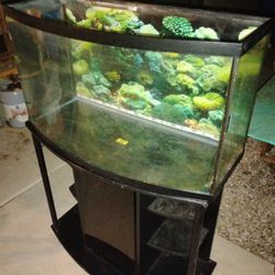 Fish Tank