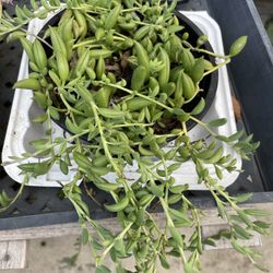 6in Pot String Of Banana Succulent 