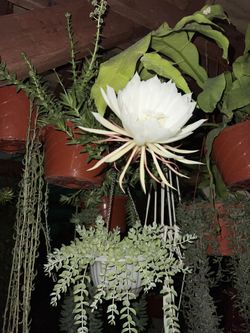 Queen Of The Night