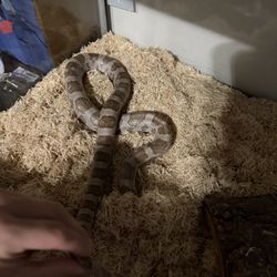 Corn Snake 