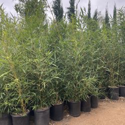 Bamboo Plants- 5 Gallon Size- Both Running And Clumping Varieties Available 