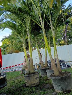 Christmas Palms  About 8 Feet Tall Instant Privacy Hedge For Fence 