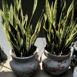 Snake Plant With Pots ( See Description )