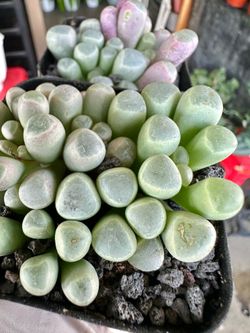 Fenestraria aurantiaca “ Baby Toes” succulent sen đá ngón chân em bé